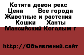 Котята девон рекс › Цена ­ 1 - Все города Животные и растения » Кошки   . Ханты-Мансийский,Когалым г.